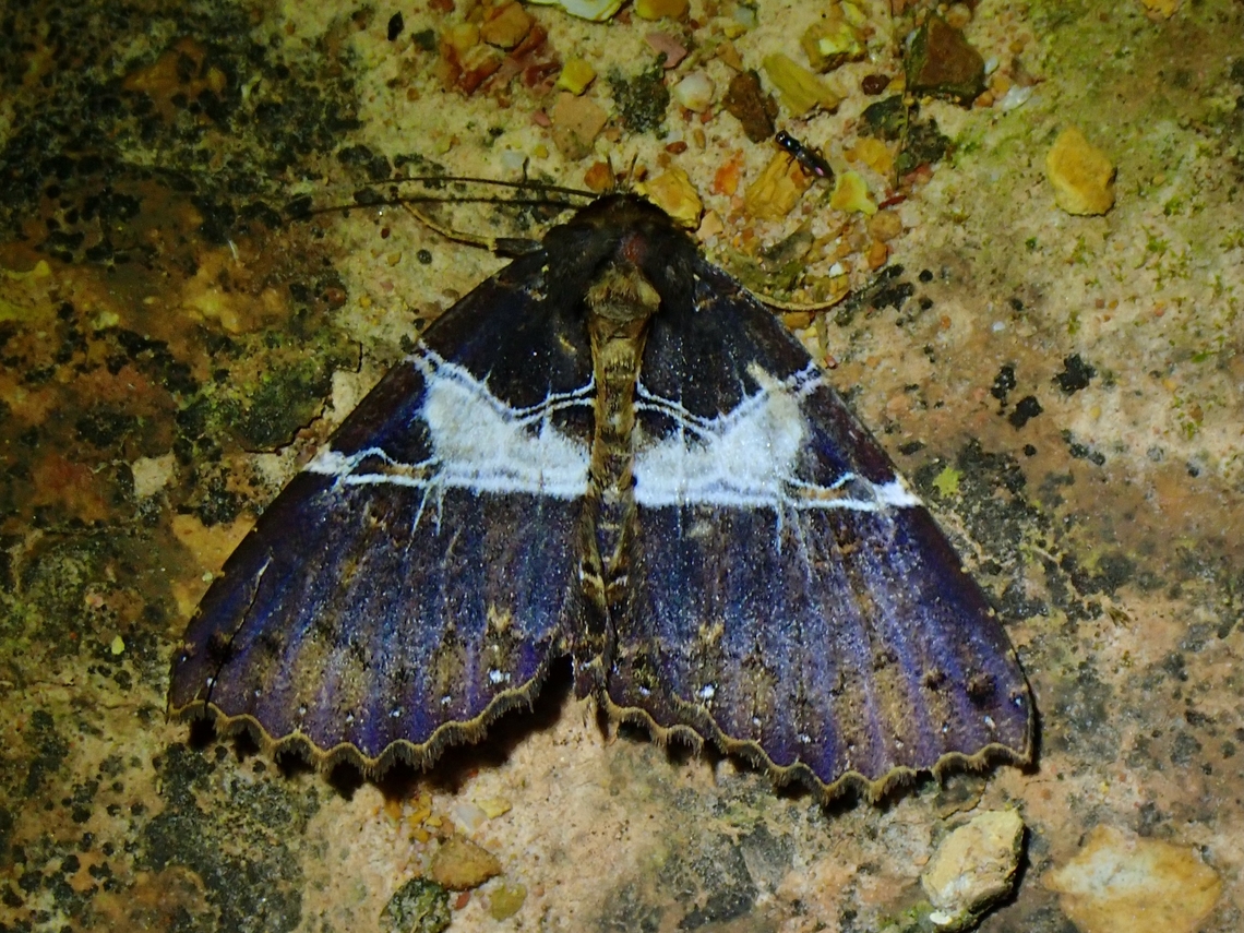 Moth - Sypnoides parva Sypnoides parva is a species of Moth from Family Erebidae. Malaysia,Moth,Sabah,Sypnoides parva