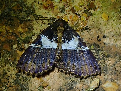 Moth - Sypnoides parva Sypnoides parva is a species of Moth from Family Erebidae. Malaysia,Moth,Sabah,Sypnoides parva