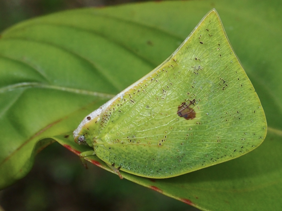 Flatid Planthopper - Scarpantina stigmatica Scarpantina stigmatica is a species of Planthopper from Family Flatidae. Hopper,Malaysia,Planthopper,Sabah,Scarpantina stigmatica