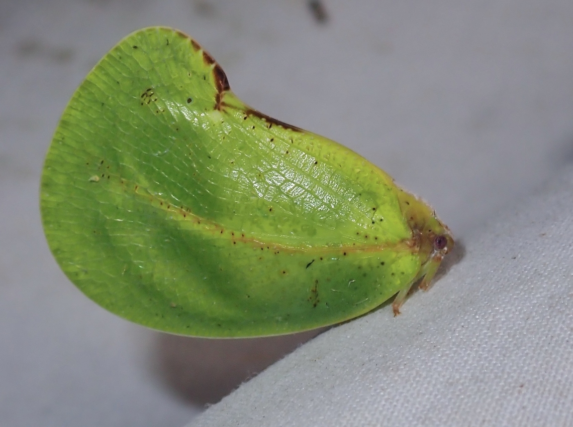 Flatid Planthopper - Dermoflata rotundata  Dermoflata rotundata,Flatid Planthopper,Hopper,Malaysia,Planthopper,Sabah
