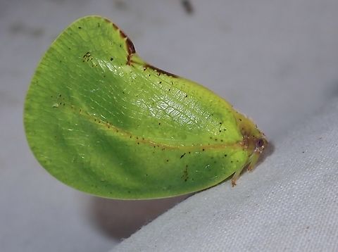 Dermoflata rotundata