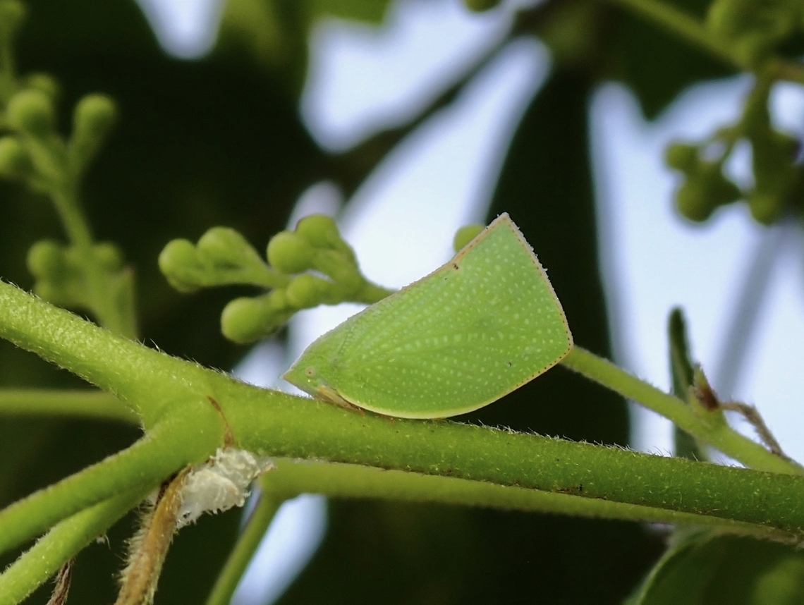Flatid Planthopper - Phyllyphanta declivis Phyllyphanta declivis is a species of Planthopper from Family Flatidae. Flatid Planthopper,Hopper,Malaysia,Phyllyphanta declivis,Planthopper,Selangor