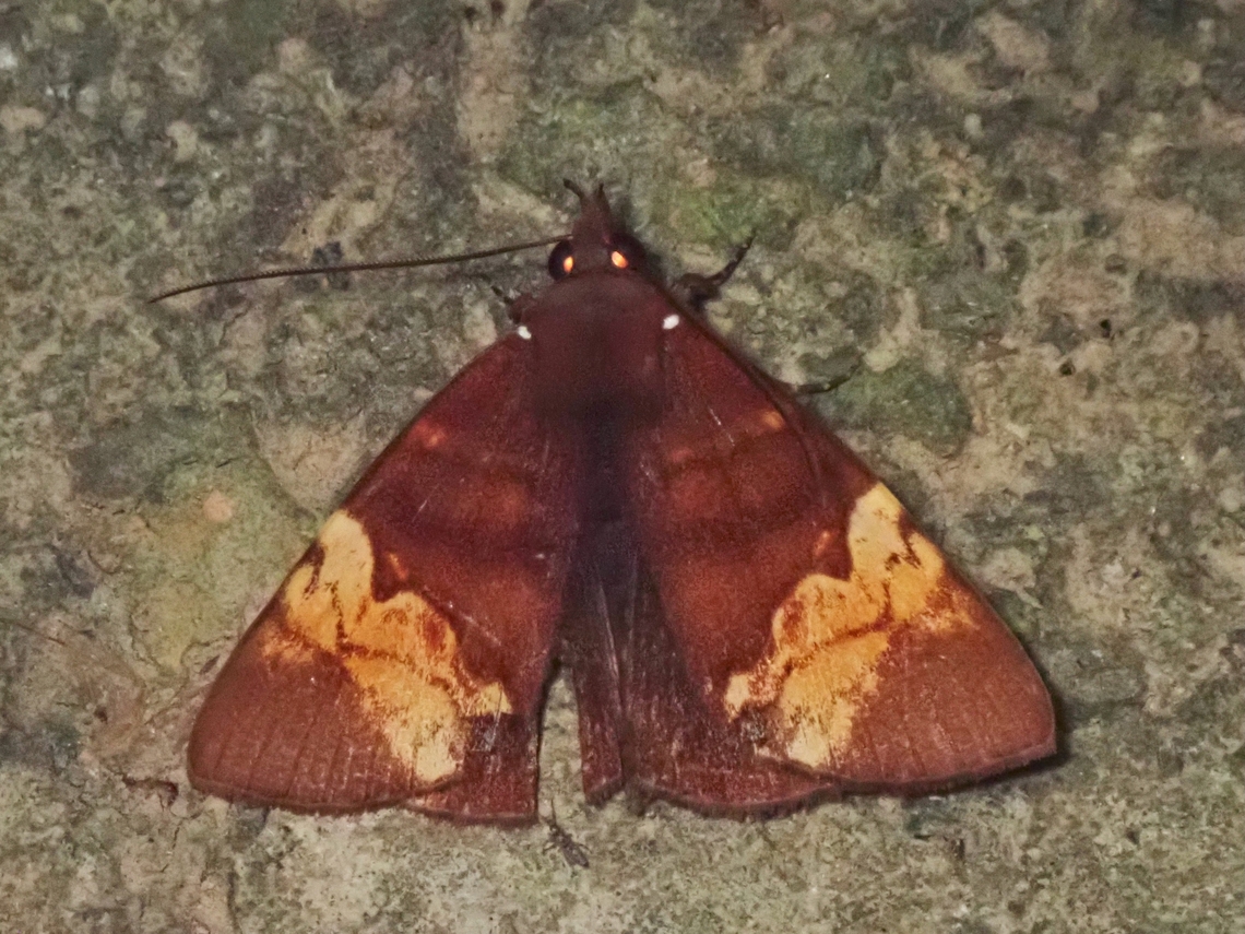 Moth - Heoeugorna ochrovittata Heoeugorna ochrovittata is a species of Moth from Family Erebidae. Heoeugorna ochrovittata,Malaysia,Moth,Sabah