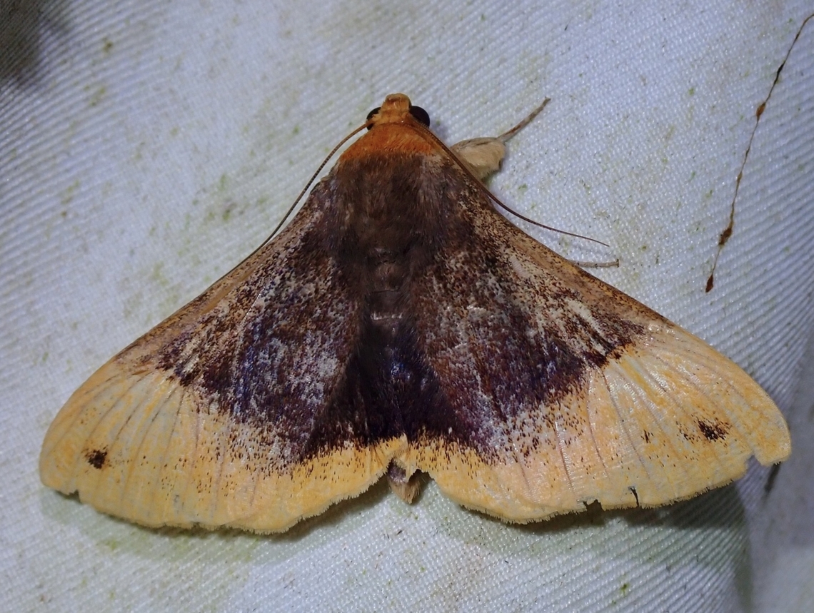 Moth - Buzara saikehi Buzara saikehi is a species of Moth from Family Erebidae.<br />
<br />
Looks 'common' surprisingly uncommon. Buzara saikehi,Malaysia,Moth,Sabah