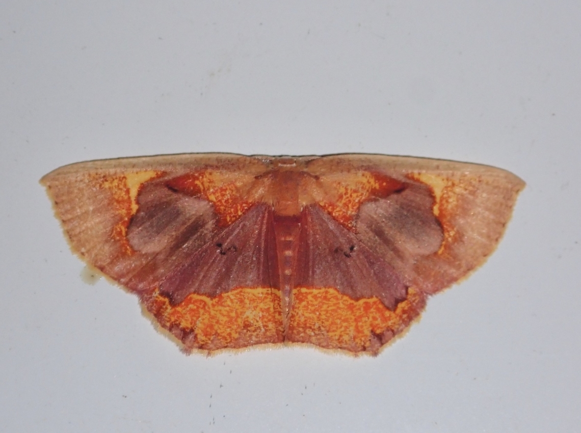 Moth - Chrysocraspeda medioplaga Chrysocraspeda medioplaga is a species of Moth from Family Geometridae. Chrysocraspeda medioplaga,Malaysia,Moth,Sabah