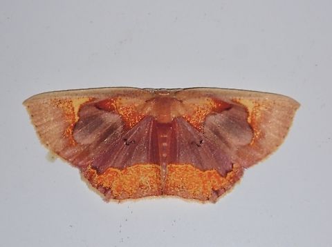 Moth - Chrysocraspeda medioplaga Chrysocraspeda medioplaga is a species of Moth from Family Geometridae. Chrysocraspeda medioplaga,Malaysia,Moth,Sabah