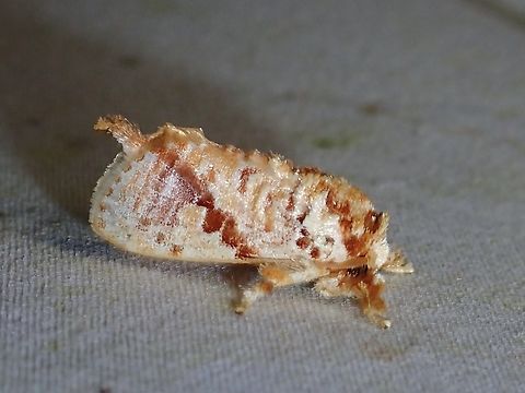 Stinging Slug Moth - Demonarosa diagonalis Demonarosa diagonalis is a species of Stinging Slug Moth from Family Limacodidae. Demonarosa diagonalis,Malaysia,Moth,Sabah,Stinging Slug Moth