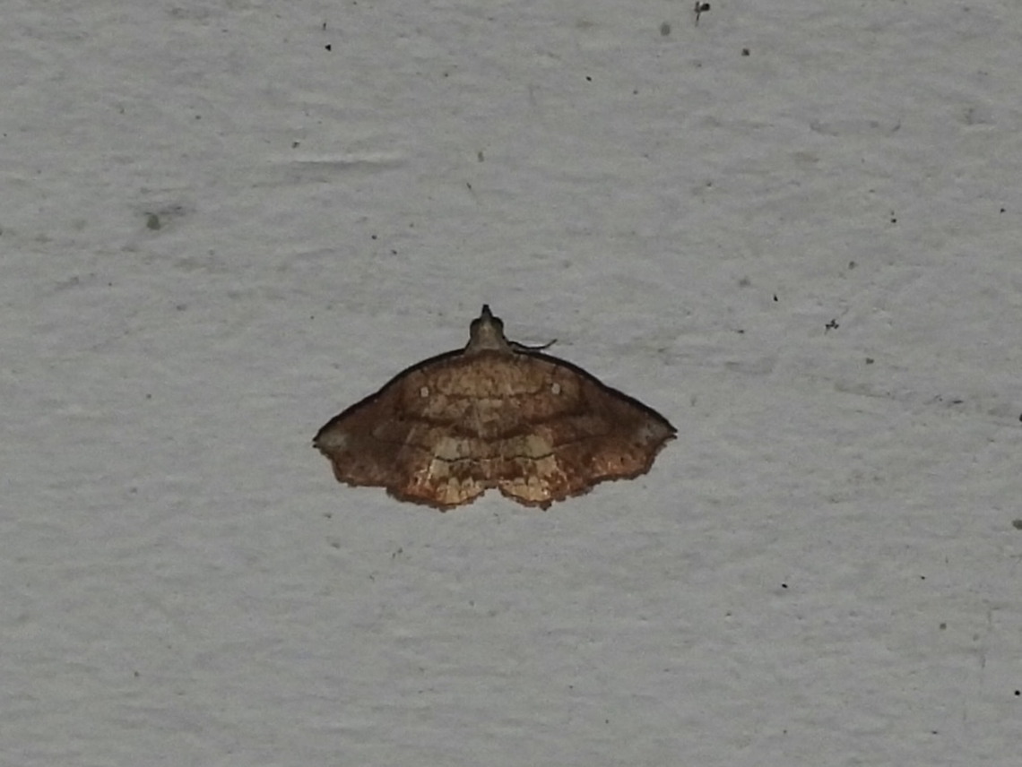 Moth - Nagadeba celenoalis Nagadeba celenoalis is a species of Moth from Family Erebidae. Malaysia,Moth,Nagadeba celenoalis,Sabah