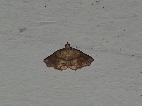 Moth - Nagadeba celenoalis Nagadeba celenoalis is a species of Moth from Family Erebidae. Malaysia,Moth,Nagadeba celenoalis,Sabah