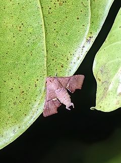 Moth - Targallodes vittalba Targallodes vittalba is a species of Moth from Family Euteliidae. Malaysia,Moth,Sabah,Targallodes vittalba