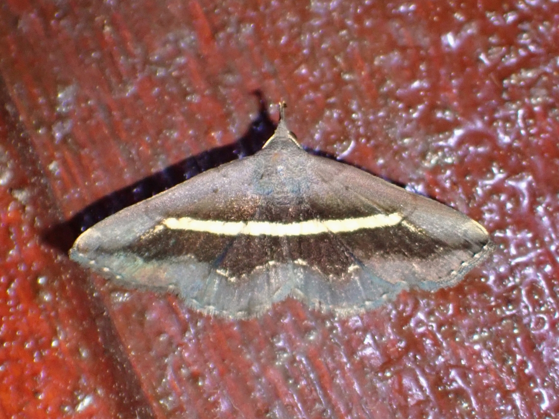 Litter Moth - Hadennia transvestita Hadennia transvestita is a species of Litter Moth from Family Erebidae. Hadennia transvestita,Litter Moth,Malaysia,Moth,Sabah