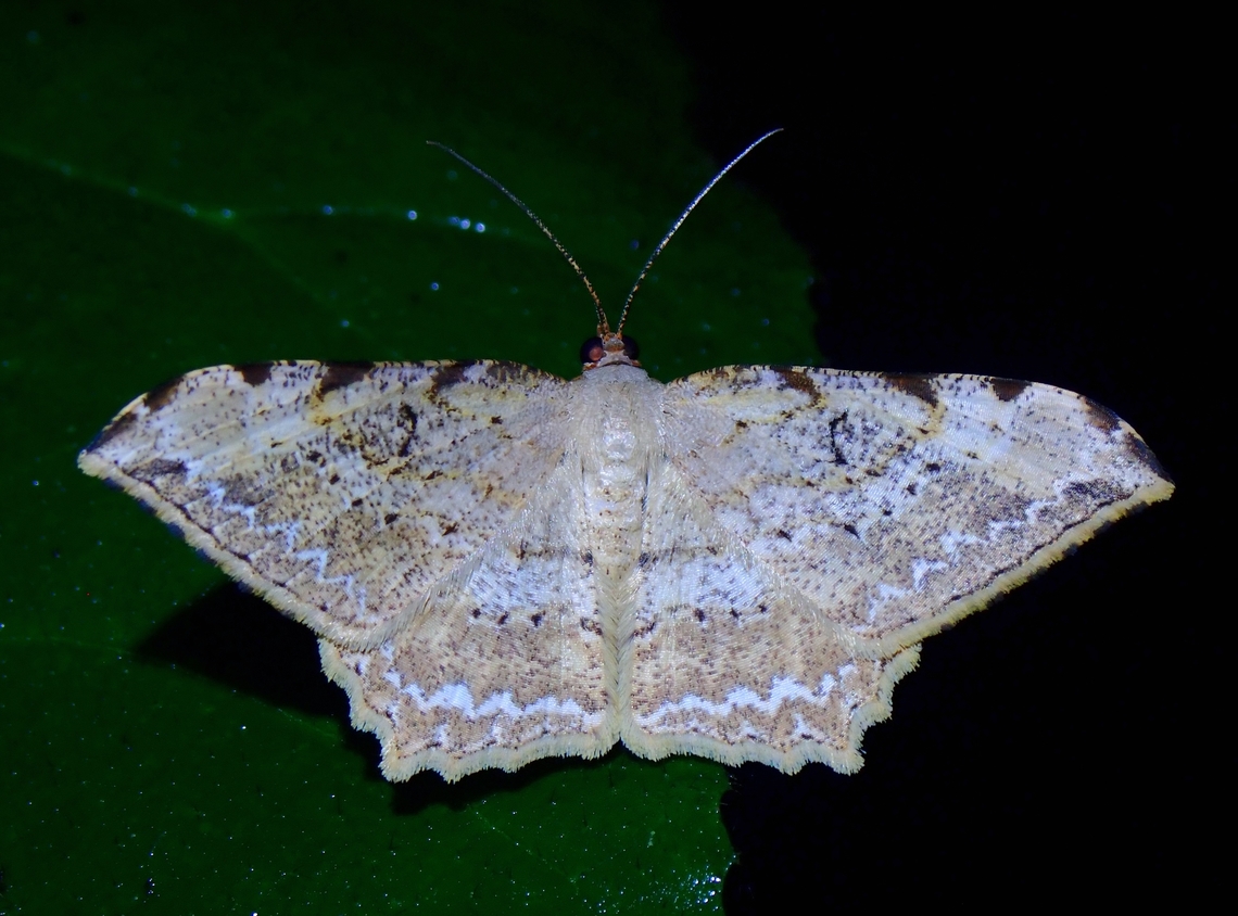 Moth - Calletaera jotaria Calletaera jotaria is a species of Moth from Family Geometridae. Calletaera jotaria,Kedah,Malaysia,Moth
