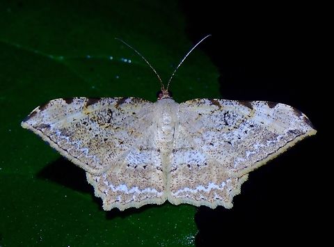 Moth - Calletaera jotaria Calletaera jotaria is a species of Moth from Family Geometridae. Calletaera jotaria,Kedah,Malaysia,Moth