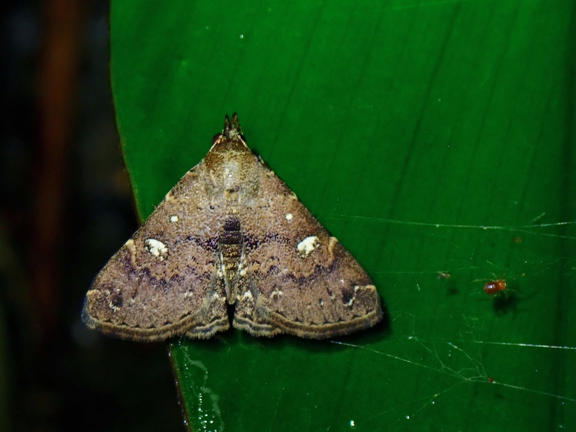 Litter Moth - Egnasides rudmuna Egnasides rudmuna is a species of Moth from Family Erebidae. Egnasides rudmuna,Litter Moth,Malaysia,Moth,Penang