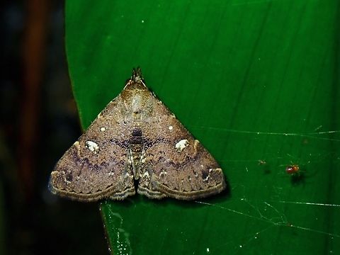 Litter Moth - Egnasides rudmuna Egnasides rudmuna is a species of Moth from Family Erebidae. Egnasides rudmuna,Litter Moth,Malaysia,Moth,Penang