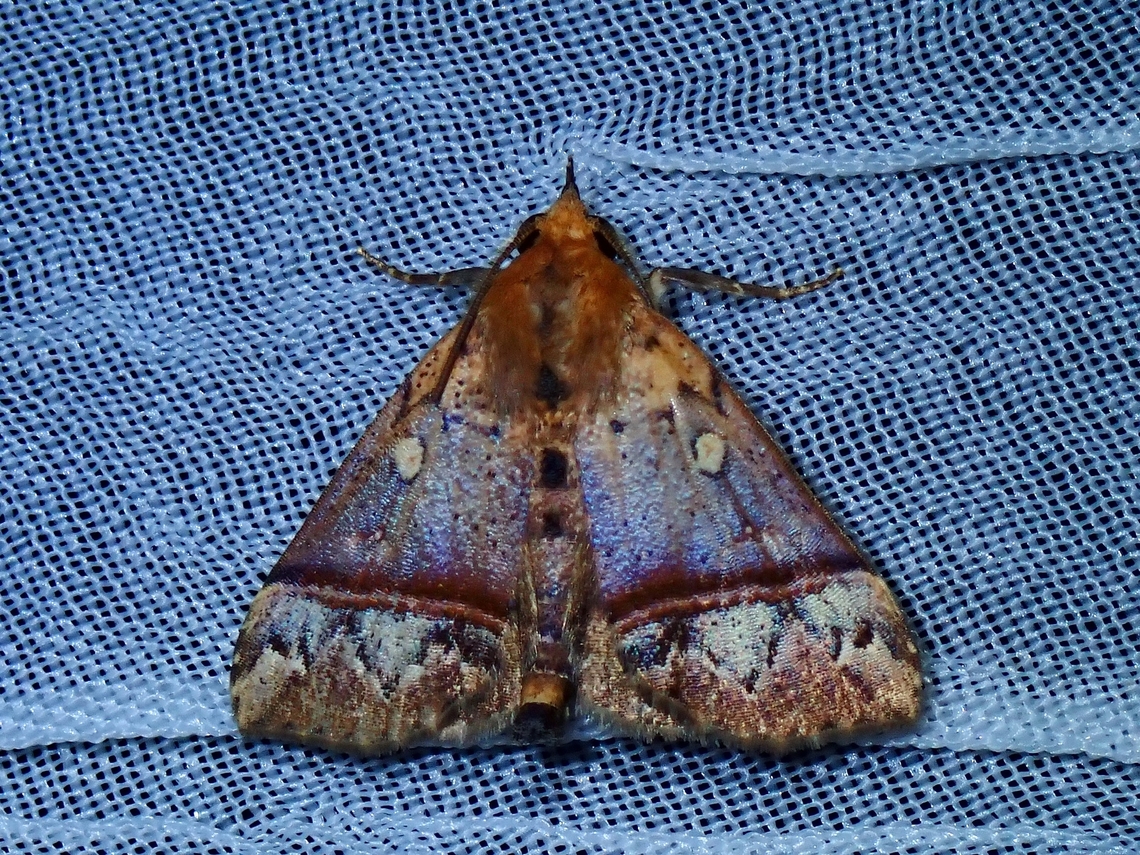 Moth -  Hepatica orbicularis Hepatica orbicularis is a species of Moth from Family Erebidae. Hepatica orbicularis,Moth,Palawan,Philippines