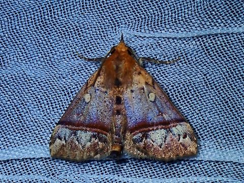 Moth -  Hepatica orbicularis Hepatica orbicularis is a species of Moth from Family Erebidae. Hepatica orbicularis,Moth,Palawan,Philippines