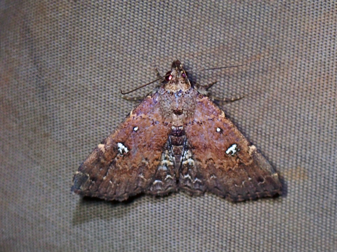 Litter Moth - Egnasides rudmuna  Egnasides rudmuna,Litter Moth,Moth,Palawan,Philippines