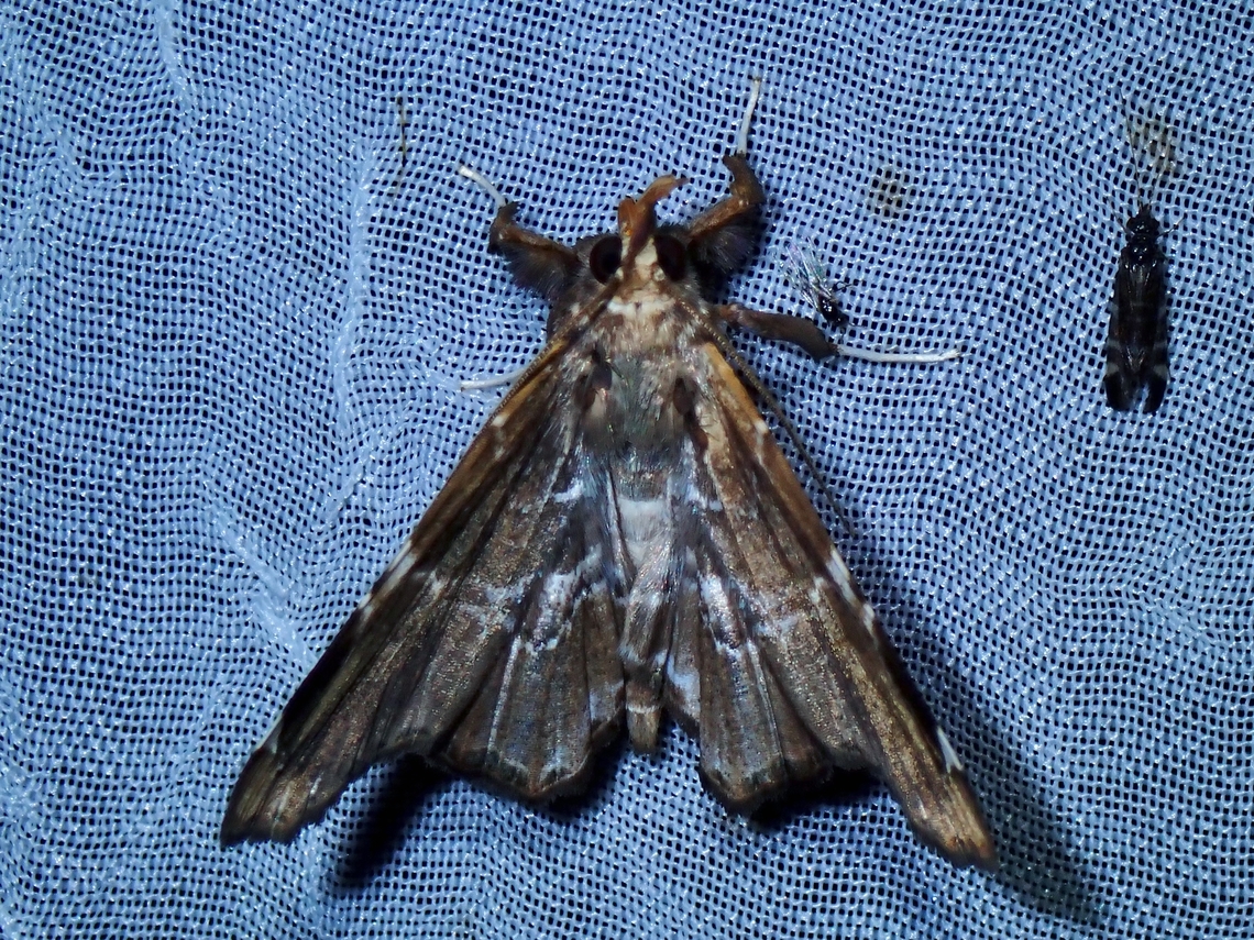 Moth - Claterna cydonia It seems the correct Family this species belongs to is Erebidae, not Noctuidae. Claterna cydonia,Moth,Palawan,Philippines