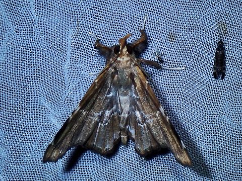 Moth - Claterna cydonia It seems the correct Family this species belongs to is Erebidae, not Noctuidae. Claterna cydonia,Moth,Palawan,Philippines