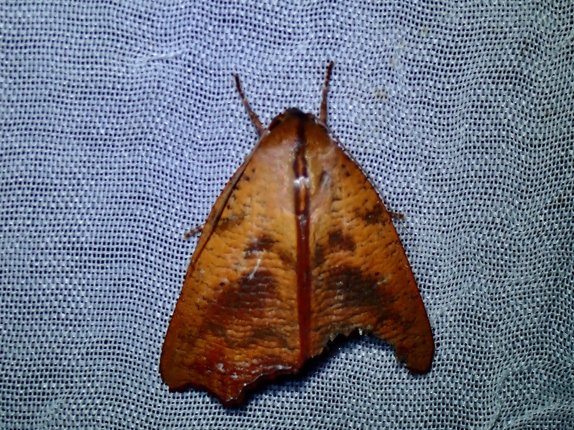 Tufted Moth - Xenochroa annae  Moth,Palawan,Philippines,Tufted Moth,Xenochroa annae
