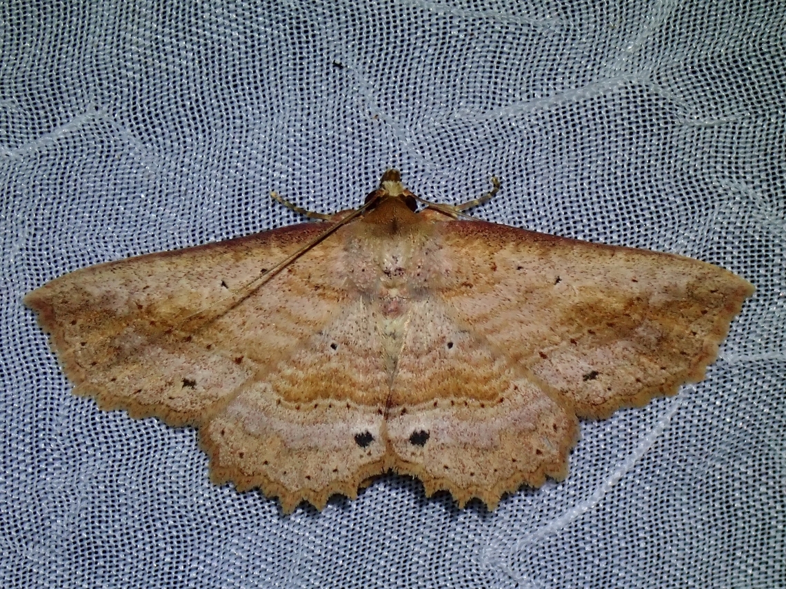Moth - Tamba cosmoloma Tamba cosmoloma is a species of Moth from Family Erebidae. Moth,Palawan,Philippines,Tamba cosmoloma