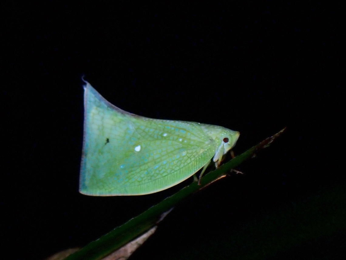 Planthopper - Cromna acutipennis Cromna acutipennis is a species of Flatid Planthopper from Family Flatidae. Cromna acutipennis,Flatid Planthopper,Hopper,Kedah,Malaysia,Planthopper