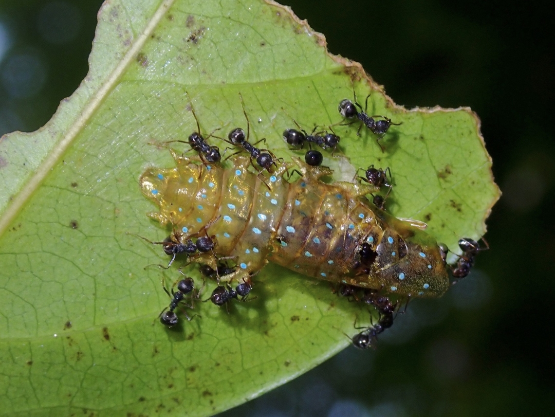 Ants - Dolichoderus thoracicus Ants feeding on pupa skin Ants,Dolichoderus thoracicus,Malaysia,Penang