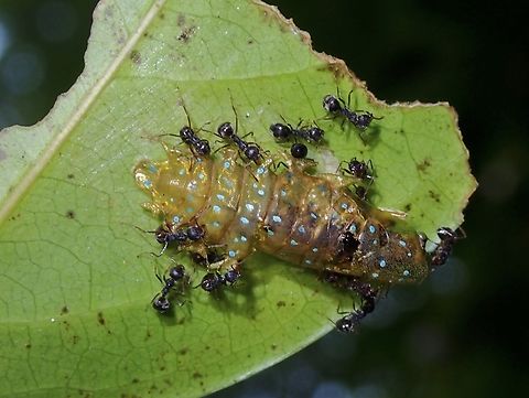 Ants - Dolichoderus thoracicus Ants feeding on pupa skin Ants,Dolichoderus thoracicus,Malaysia,Penang