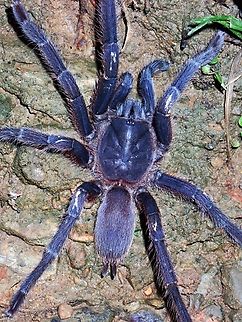 Palawan Blue x3

Earlier this year, when on a field trip with a local friend to Palawan Island, he wanted to show me this Tarantula but we couldn't find it.  Instead, we found another species which is still undescribed and fondly called Palawan Blond!

Last week, when out on a field trip at another location, I spotted a few of this Tarantulas to my friend's surprise and we managed to get it verified as Palawan Blue, which was newly described in 2016.  This species is endemic to the island.

Phlogiellus johnreylazoi is a species of Tarantula from Family Theraphosidae.

Ref : https://www.tarantupedia.com/selenocosmiinae/phlogiellus/phlogiellus-johnreylazoi Palawan,Palawan Blue,Palawan Blue Tarantula,Philippines,Phlogiellus johnreylazoi,Tarantula