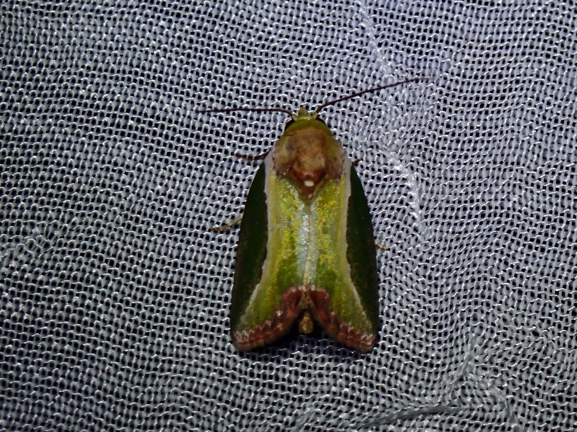 Tufted Moth - Ariola coelisigna  Ariola coelisigna,Palawan,Philippines,Tufted Moth