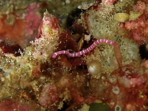 Mr Stripey Fondly called Mr Stripey by some who has been trying to identify this 'worm'.

Dondersia annulata is from a class of small, worm-like, shell-less molluscs Family Dondersiidae. Anilao,Batangas,Dondersia annulata,Philippines