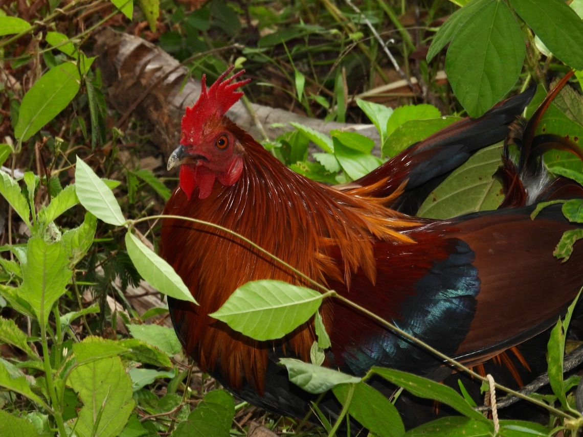 Red Jungle Fowl - Gallus gallus philippensis Sub-species Gallus gallus philippensis from Palawan Island, Philippines           Bird,Gallus gallus,Junglefowl,Palawan,Philippines,Red Junglefowl