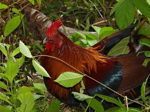 Red Jungle Fowl - Gallus gallus philippensis Sub-species Gallus gallus philippensis from Palawan Island, Philippines           Bird,Gallus gallus,Junglefowl,Palawan,Philippines,Red Junglefowl