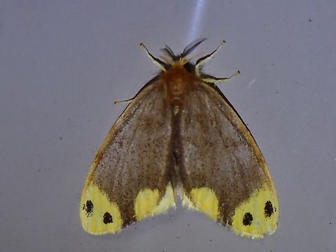 Tussock Moth - Arna bipunctapex  Arna bipunctapex,Malaysia,Moth,Sabah,Tussock Moth