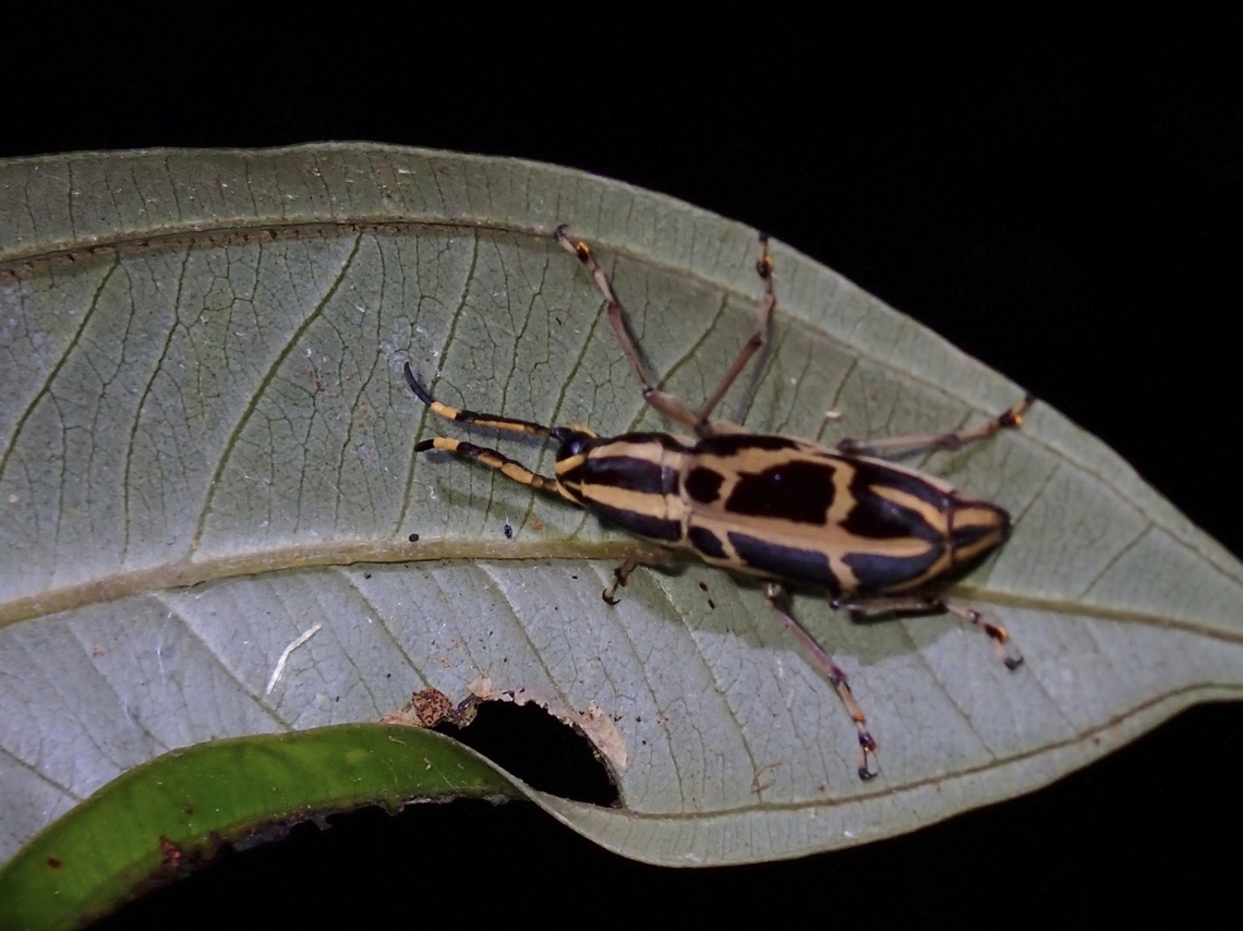 Fungus Weevil - Xenocerus saperdoides Xenocerus saperdoides is a species of Fungus Weevil from Family Anthribidae. Fungus Weevil,Malaysia,Penang,Weevil,Xenocerus saperdoides