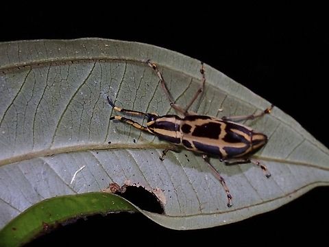 Fungus Weevil - Xenocerus saperdoides Xenocerus saperdoides is a species of Fungus Weevil from Family Anthribidae. Fungus Weevil,Malaysia,Penang,Weevil,Xenocerus saperdoides