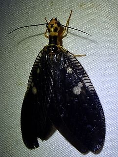 Dobsonfly - Protohermes spectabilis Protohermes spectabilis is a species of Dobsonfly from Family Corydalidae. Dobsonfly,Malaysia,Protohermes spectabilis,Sabah