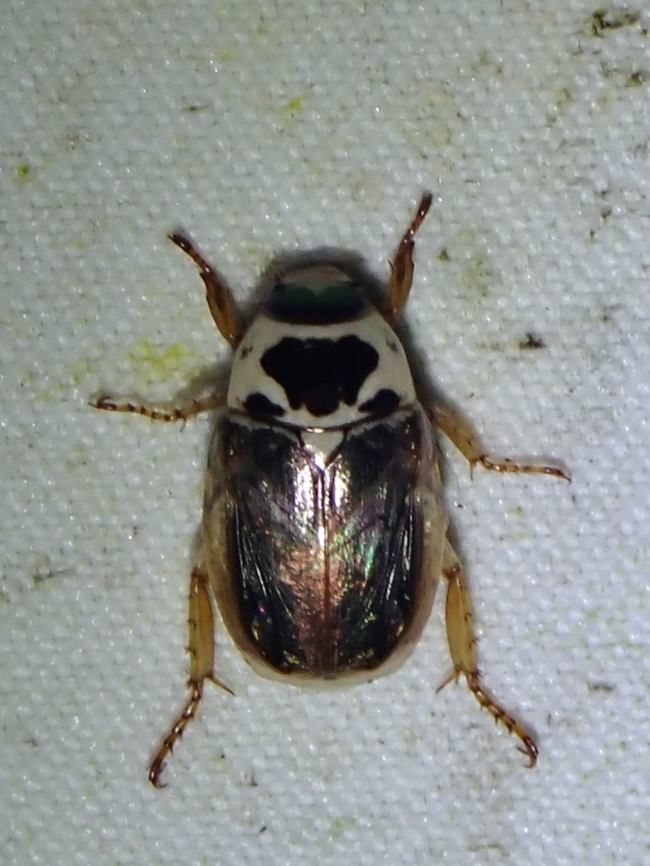Shining Leaf Chafer - Mimela maculicollis Mimela maculicollis is a species of Shining Leaf Chafer from Family Scarabaeidae. Beetle,Leaf Chafer,Malaysia,Mimela maculicollis,Sabah,Shining Leaf Chafer