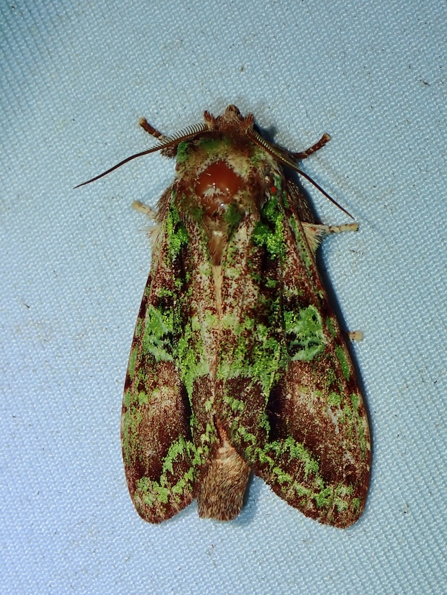 Prominent Moth - Oxoia smaragdiplena Oxoia smaragdiplena is a species of Moth from Family Notodontidae. Malaysia,Moth,Oxoia smaragdiplena,Prominent Moth,Sabah