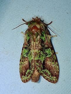 Prominent Moth - Oxoia smaragdiplena Oxoia smaragdiplena is a species of Moth from Family Notodontidae. Malaysia,Moth,Oxoia smaragdiplena,Prominent Moth,Sabah