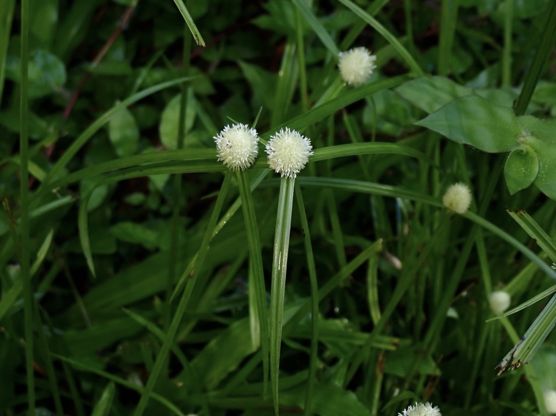 Whitehead Spikesedge - Cyperus mindorensis Cyperus mindorensis is a species of Plant from Family Cyperaceae. Cyperus mindorensis,Malaysia,Penang,Whitehead Spikesedge