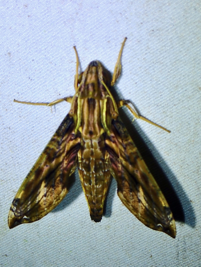 Hawkmoth - Eupanacra variolosa  Eupanacra variolosa,Hawkmoth,Malaysia,Moth,Sabah