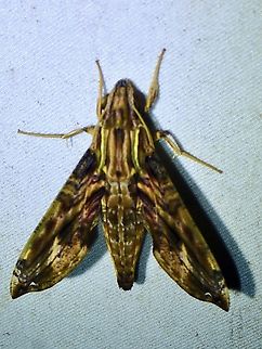 Hawkmoth - Eupanacra variolosa  Eupanacra variolosa,Hawkmoth,Malaysia,Moth,Sabah