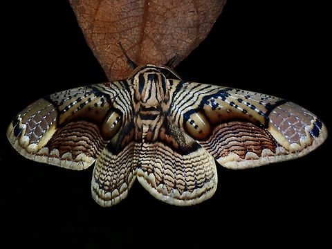 Brahmin Moth - Brahmaea hearseyi  Brahmaea hearseyi,Brahmin Moth,Malaysia,Moth,Sabah