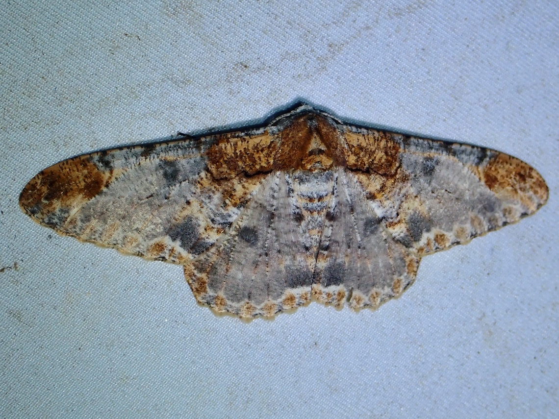 Moth - Amraica solivagaria  Amraica solivagaria,Malaysia,Moth,Sabah