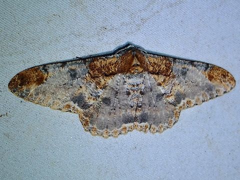 Moth - Amraica solivagaria  Amraica solivagaria,Malaysia,Moth,Sabah