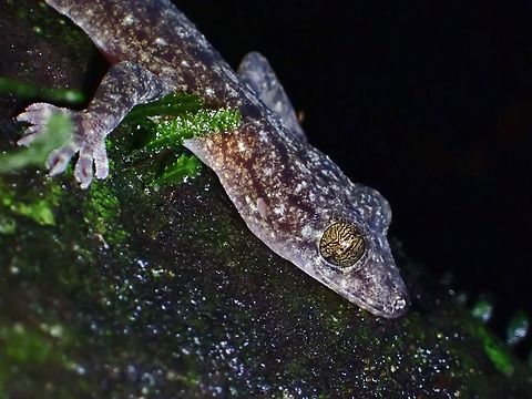 Palawan Narrow-Disked Gecko - Gekko palawanensis  Gecko,Gekko palawanensis,Palawan,Palawan Narrow-Discked Gecko,Palawan Narrow-disked Gecko,Philippines
