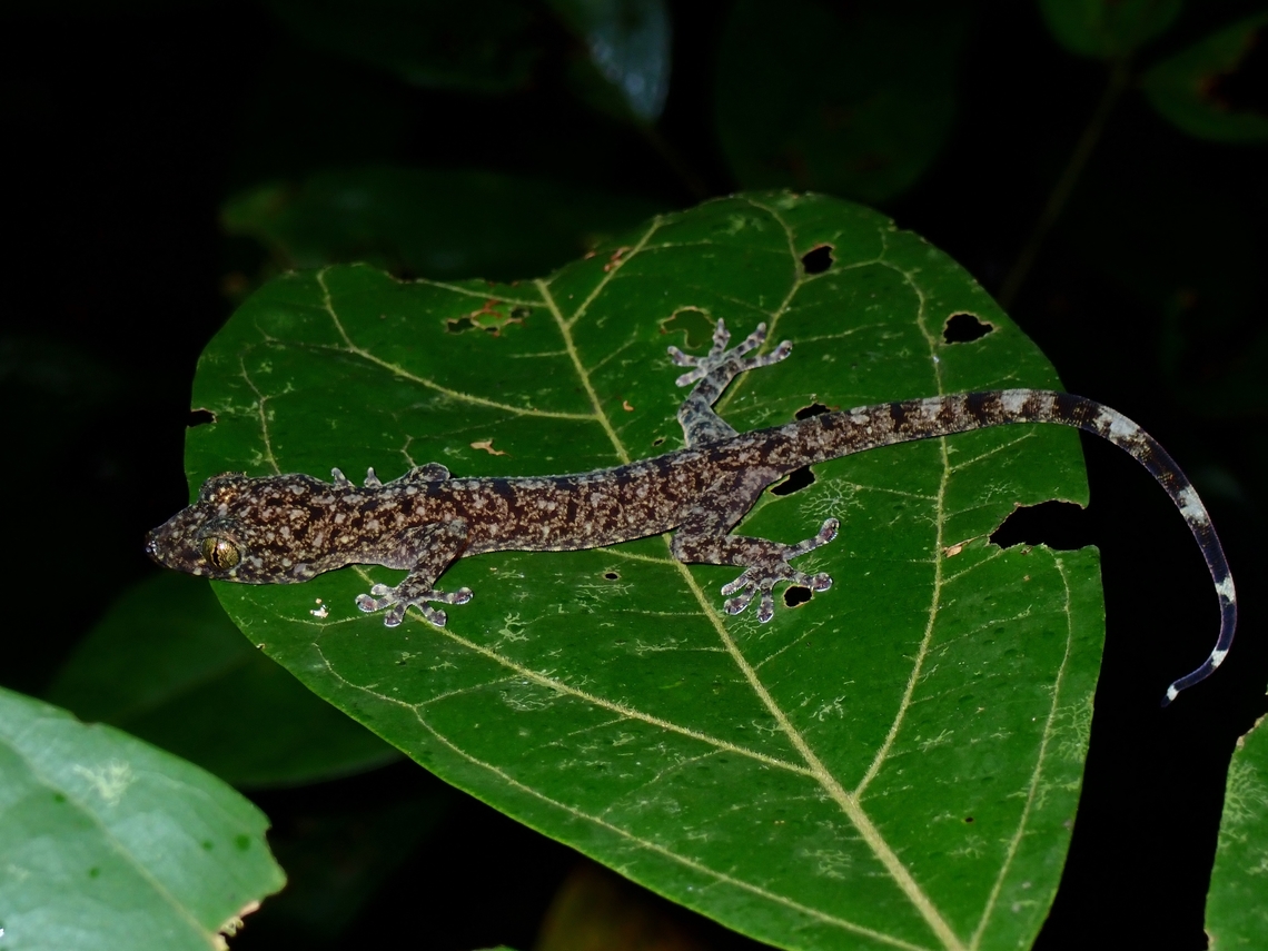Palawan Narrow-Disked Gecko - Gekko palawanensis This species is endemic to the island of Palawan. Gecko,Gekko palawanensis,Palawan,Palawan Narrow-Disked Gecko,Philippines