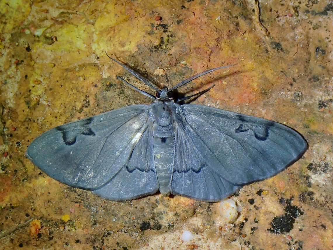 Moth - Hypochrosis sternaria  Hypochrosis sternaria,Malaysia,Moth,Sabah